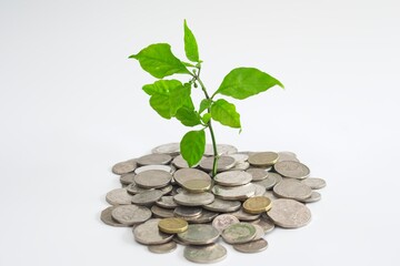 Tree growing from coins - selective focus