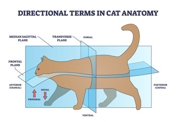 Directional terms in cat anatomy and quadrupeds division outline diagram. Labeled educational scheme with median sagittal, frontal and transverse plane with dorsal or ventral side vector illustration
