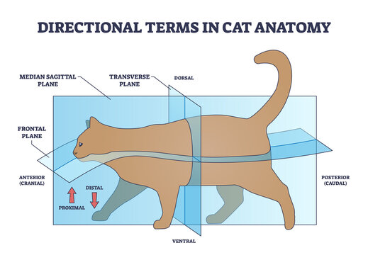 Directional terms in cat anatomy and quadrupeds division outline diagram. Labeled educational scheme with median sagittal, frontal and transverse plane with dorsal or ventral side vector illustration