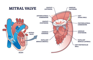 Mitral valve structure with medical cardio heart anatomy outline diagram. Labeled educational scheme with cardiology healthcare detailed description vector illustration. Chamber blood flow valve.