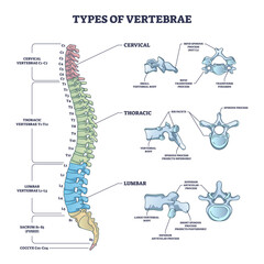 Types of vertebrae and cervical, thoracic and lumbar division outline diagram. Labeled educational scheme with spinal skeletal bones vector illustration. Human anatomy and backbone medical description - obrazy, fototapety, plakaty
