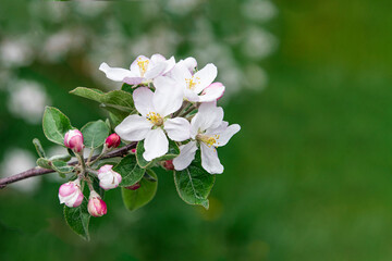 Gros plan de fleurs de pommier sur fond flou et espace libre à droite, nature printanière, branche de fleurs de pomme blanches