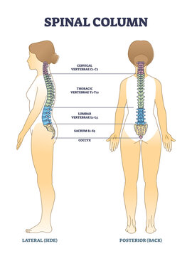 Spinal column bones and anatomical spinal backbone structure outline diagram. Labeled educational scheme with cervical, thoracic, lumbar and sacral sections in human skeleton vector illustration.
