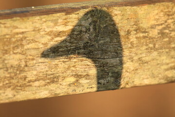 Shadow of a Mallard duck on a wooden fence railing