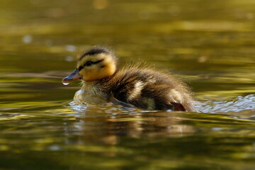 A single baby Mallard duckling facing left with water droplet on its bill