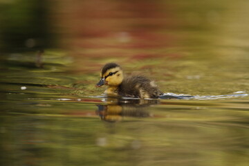 A single baby Mallard duckling swimming in green and pink water