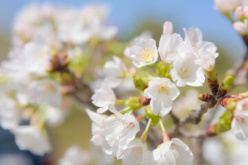 桜の花のクローズアップ	