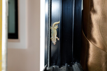 The lizard got caught in the door, the carcass fell on the edge of the door.