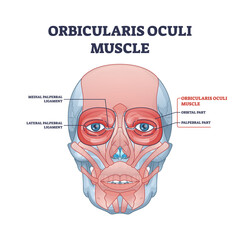 Orbicularis oculi muscle as face muscular system for eyelids closure outline diagram. Labeled educational medical scheme with medial and lateral palpebral ligament or orbital parts vector illustration