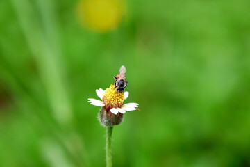 Working bee on yellow flower