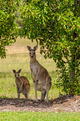 Naklejka na ściany i meble Curious wild kangaroos in the Hunter Valley - Lovedale, NSW, Australia