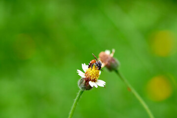 Working bee on yellow flower