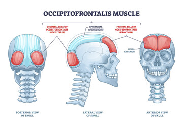 Occipitofrontalis muscle as human skull muscular system outline diagram. Labeled educational medical scheme with occipital belly of occipitalis and epicranial aponeurosis parts vector illustration.