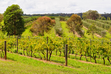 Fototapeta na wymiar Vineyards and orchards in the Hunter Valley - Lovedale, NSW, Australia