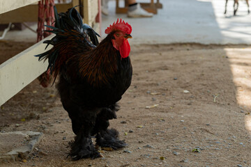 Brahma, also Brahmin, (Light Brahma) is a breed of chickens of the decorative and meat direction of productivity. Differs in lush plumage of the body and legs.