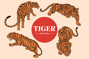 Fototapeta na wymiar Set Tiger face wild poses isolated cartoon illustration