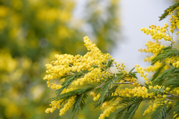 Yellow acacia flower, silver wattle