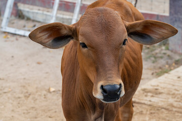 Red Sindhi cattle are the most popular of all dairy zebu breeds. The breed originated in the...