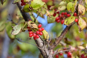 Red fruits of cornus officinalis, Beginning ripe Japanese cornelian cherry, on the tree