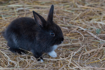 The domestic rabbit is a domesticated variety of the wild (European) rabbit. Domestic rabbits differ from their wild ancestors in the variety of sizes, colors, and coat structure. 
