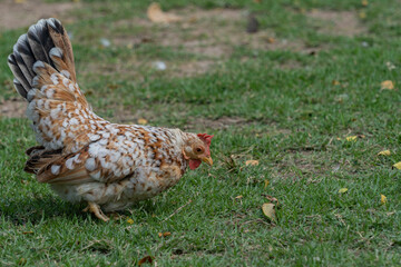 The breed of chickens Malaysian Serama is young, their history does not even last 20 years. The name of the breed reflects the name of the country where they were bred Malaysia.