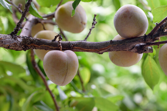 Fruits of a Japanese plum, on the tree