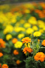 yellow flowers in the garden