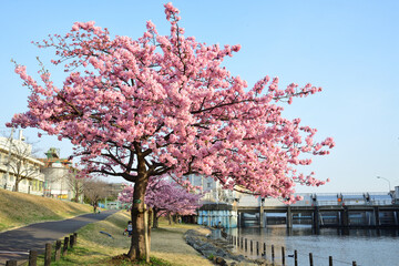 旧中川水辺公園に咲く満開の河津桜