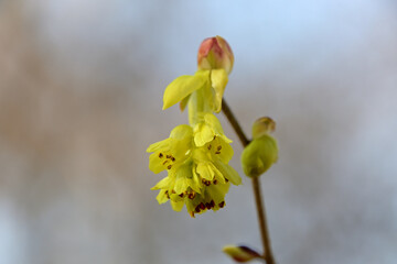 トサミズキの花