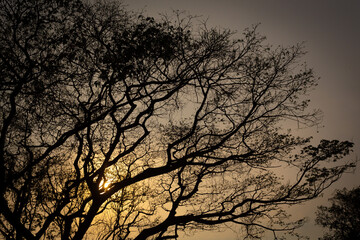 Silhouette of branches in the evening with orange sunlight. It is a large branch with many branches.