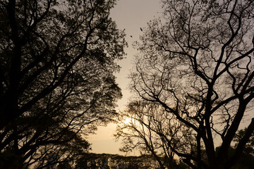 Silhouette of branches in the evening with orange sunlight. It is a large branch with many branches.