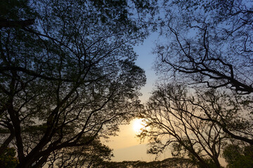 The silhouette of the branches of a large tree with many branches. Against the evening sky that is blue and orange