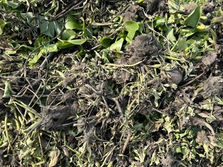 dry eichhornia crassipes for agriculture