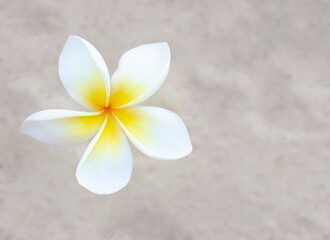 Fototapeta na wymiar White and Yellow frangipani flower on blurred sand background.