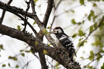 Beautiful detached birch silver bark on the trunk of a birch and White-backed woodpecker...