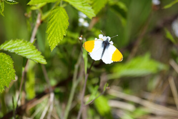 Orange-tip White (Anthocharis cardamines, male) butterfly feeds on nectar on consonant caterpillar forage plant 