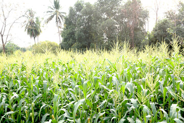 farmland of green corn farm