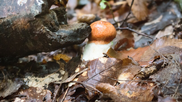 Mushroom season. Young white mushroom means new mushroom generation