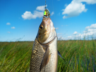 Nerfling, ide (Leuciscus idus) was caught on small yellow spinner among thickets of Great Club-rush (Scirpus lacustris) and reeds in shallow water. August as period of predation of Nerfling © max5128