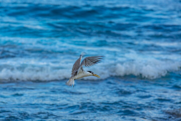 Oiseau chassant le poisson en Polynesie francaise