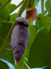  tha health Musa acuminata plant 