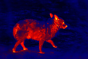A stray dog looks like a jackal, coyote. Illustration of thermal image, thermal impressionism.