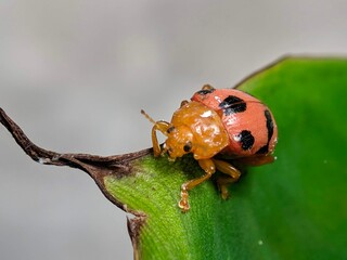 ladybug on a leaf
