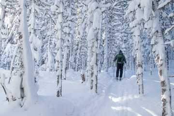 Single man from back, doing ski touring in a snowy white forest . Skiing on a beautiful trail.