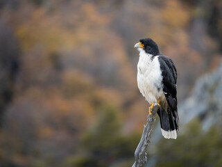 red tailed hawk