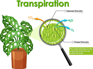 Diagram showing transpiration in plant