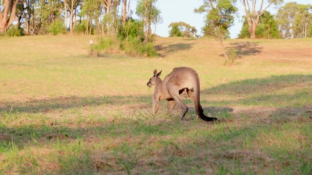草を食べている野生のカンガルー