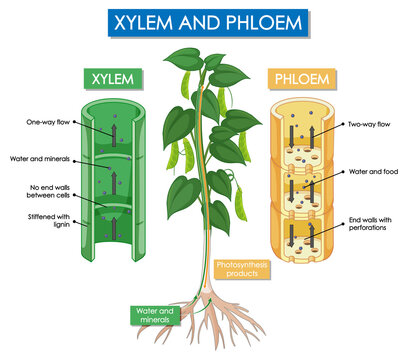 Diagram showing xylem and phloem plant