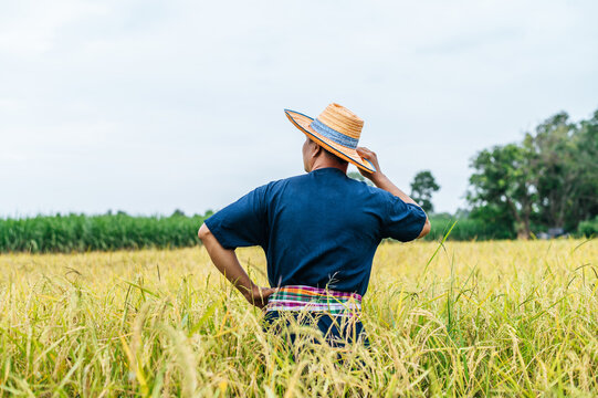 Asian farmer write in ripe rice field