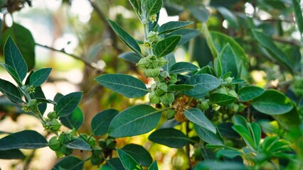 Ashwagandha ayurvedic herbal plant with green Leaves. Withania somnifera fruit, winter cherry, poison gooseberry, or Indian ginseng. Ashwagandha benefits for immune system, Weight Loss.